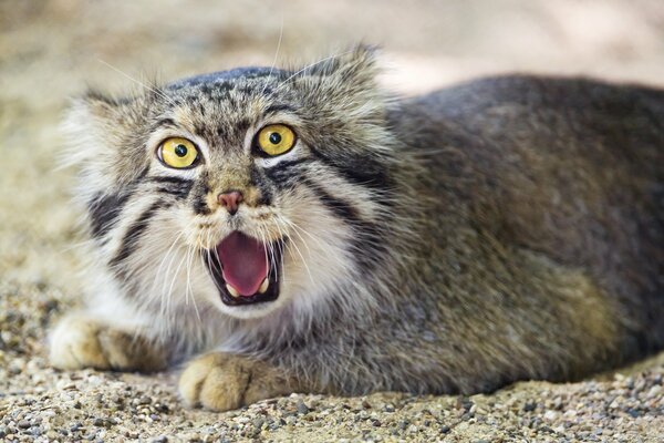 Brutzelnde Raubkatze manul