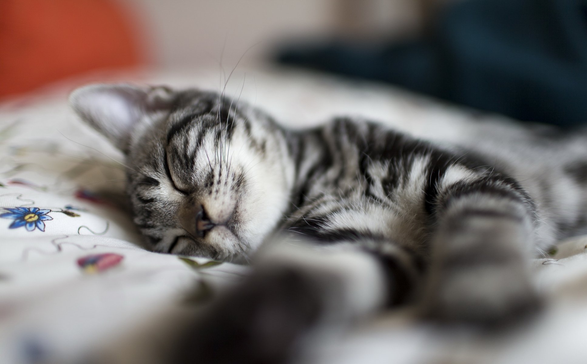 katze kätzchen gestreift grau schlafen nickerchen ausruhen