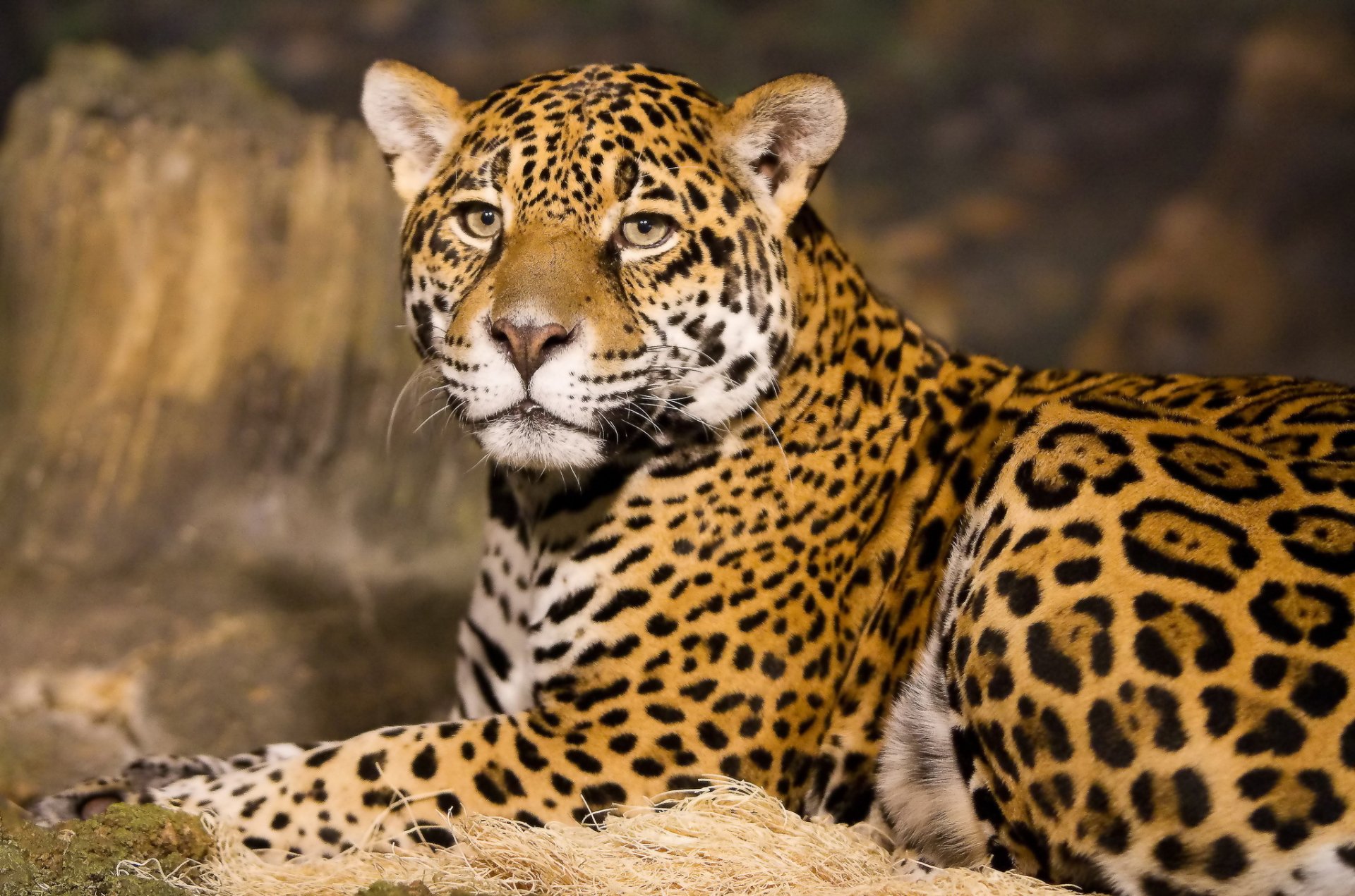 jaguar schnauze ruhe blick raubtier