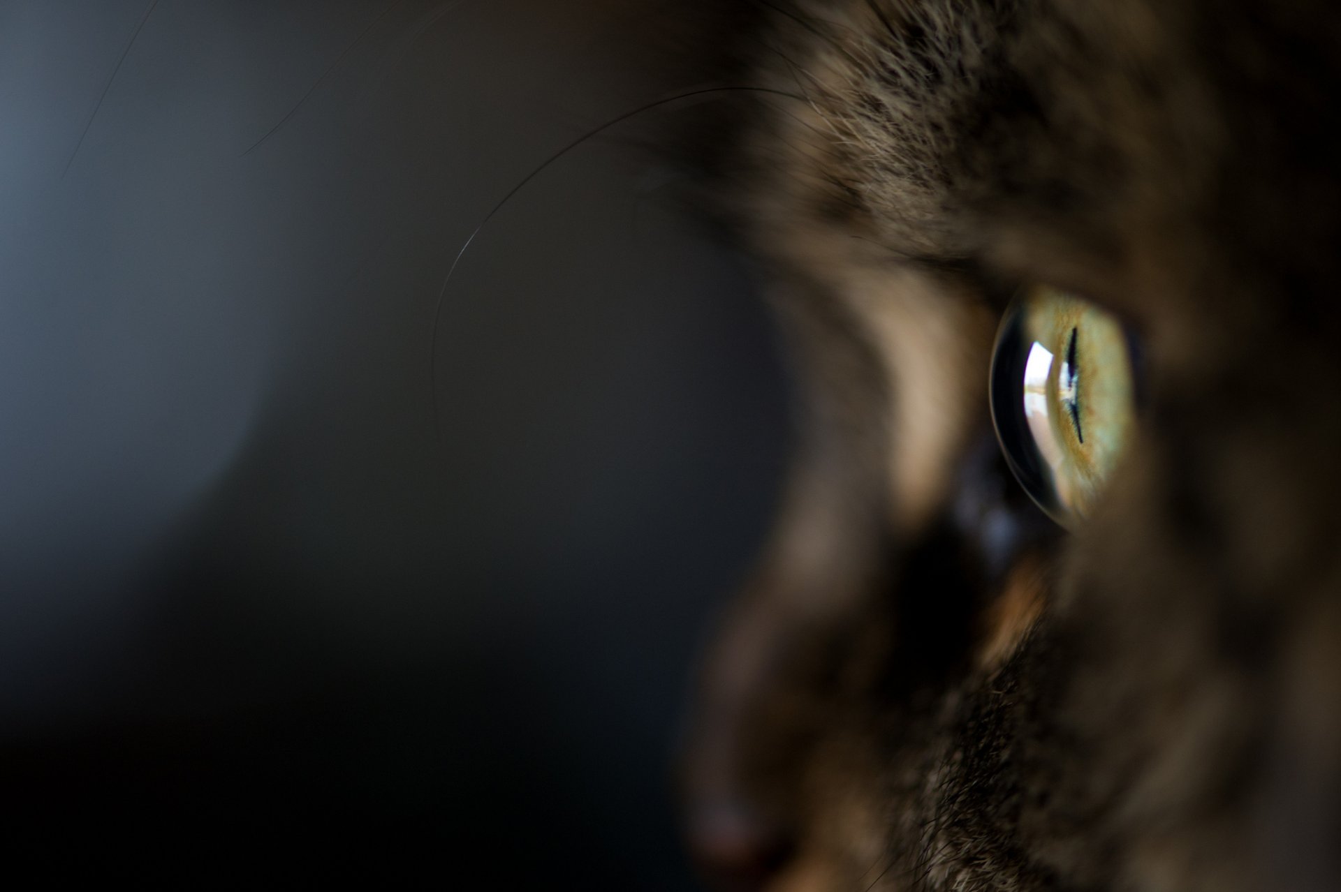 katze katze kote makro auge wolle dunkler hintergrund