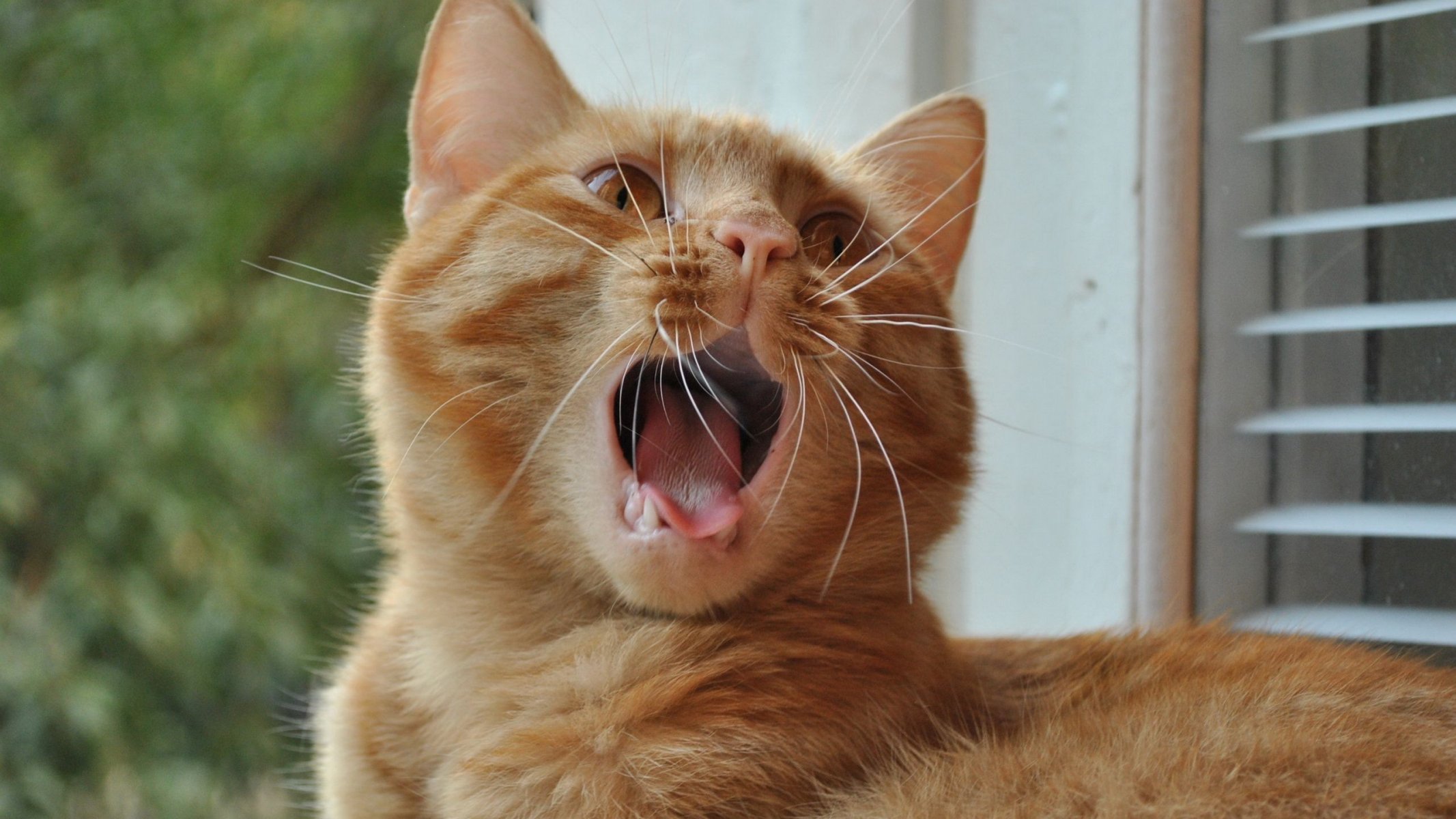 katze rot liegt schnurrbart gähnt
