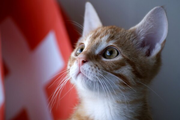 Rotes Kätzchen. Flagge und Katze