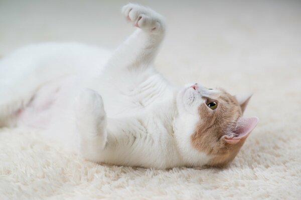 Eine weißrote Katze liegt auf einem weißen Teppich