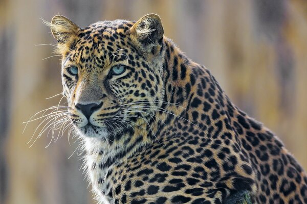 Großer fleckiger Leopard mit blauen Augen