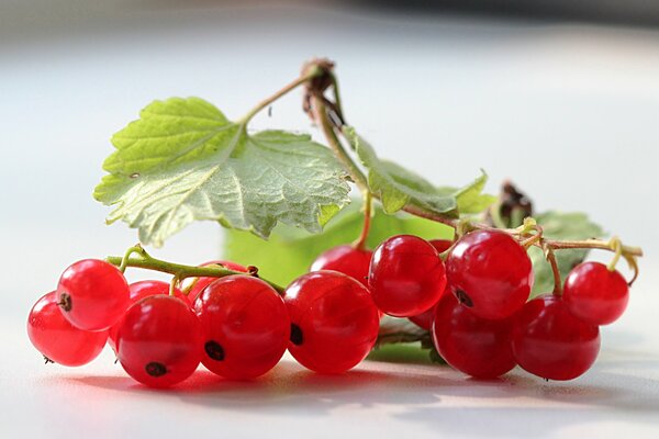 Legen Sie nützliche Eigenschaften von roten Johannisbeeren