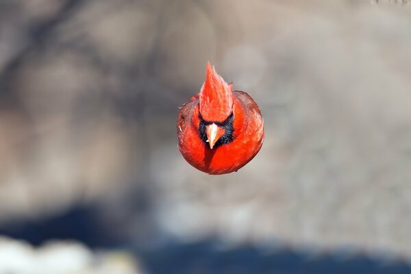 Der rote Vogel fliegt schnell
