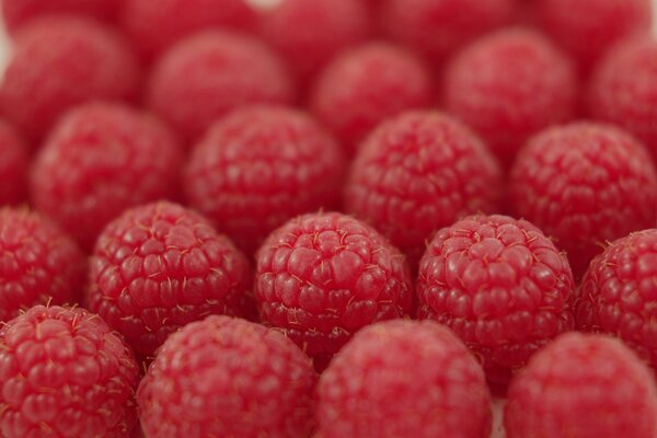 Heute haben wir Himbeeren zum Verkauf gesammelt und in Reihen gestapelt, damit sie nicht zerknittert werden