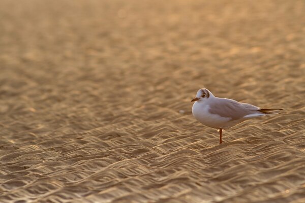 Vogel Möwe im Sand