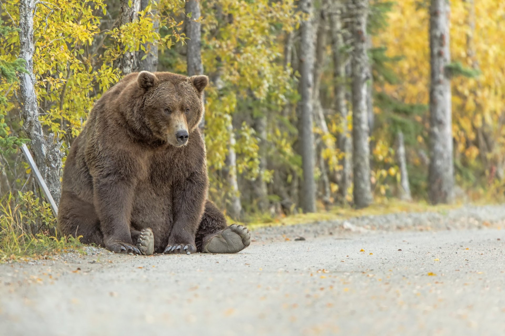 bär natur hintergrund