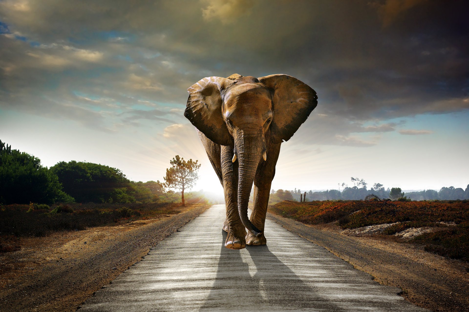 elefant straße himmel wolken büsche