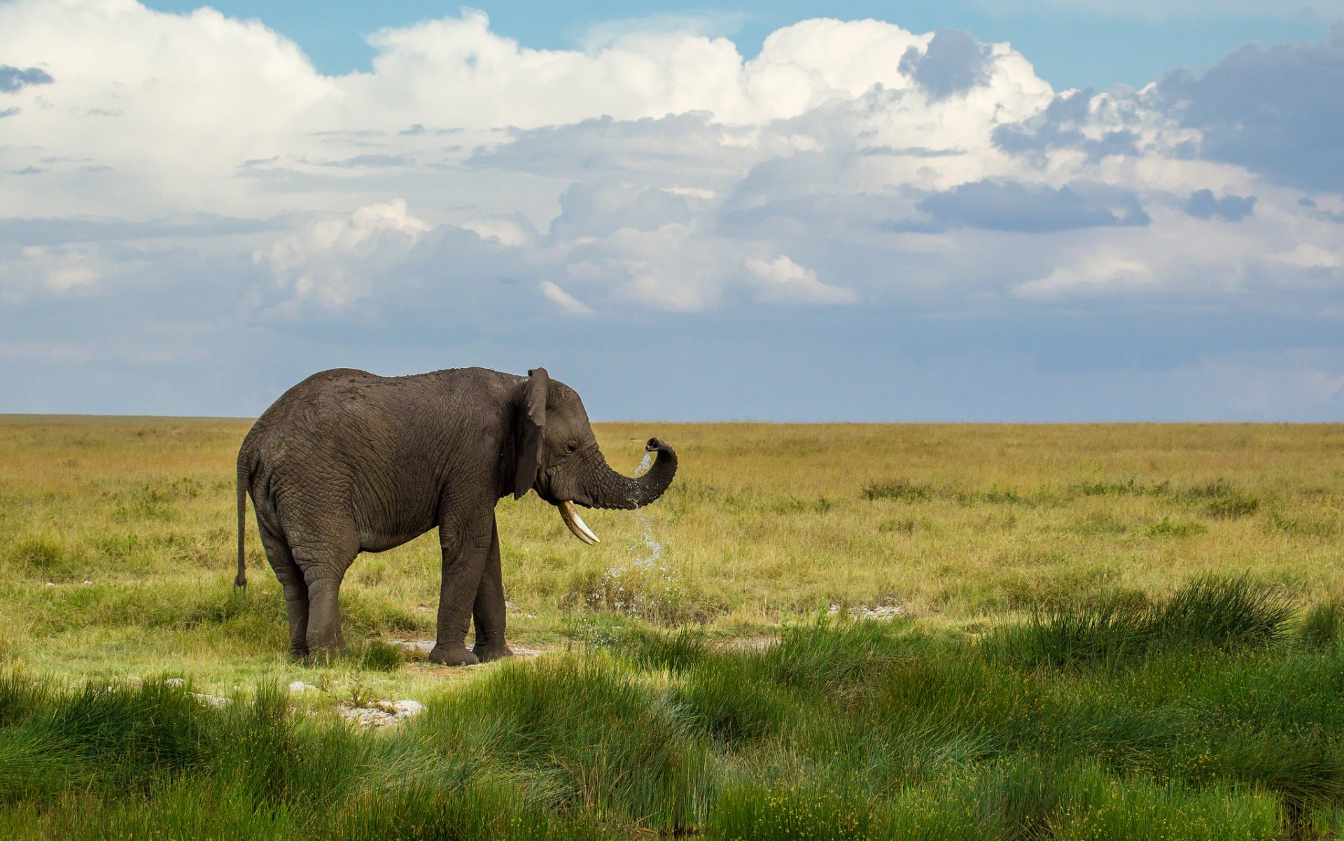 elefant landschaft natur himmel wolken grün gras wasser tropfen spritzer