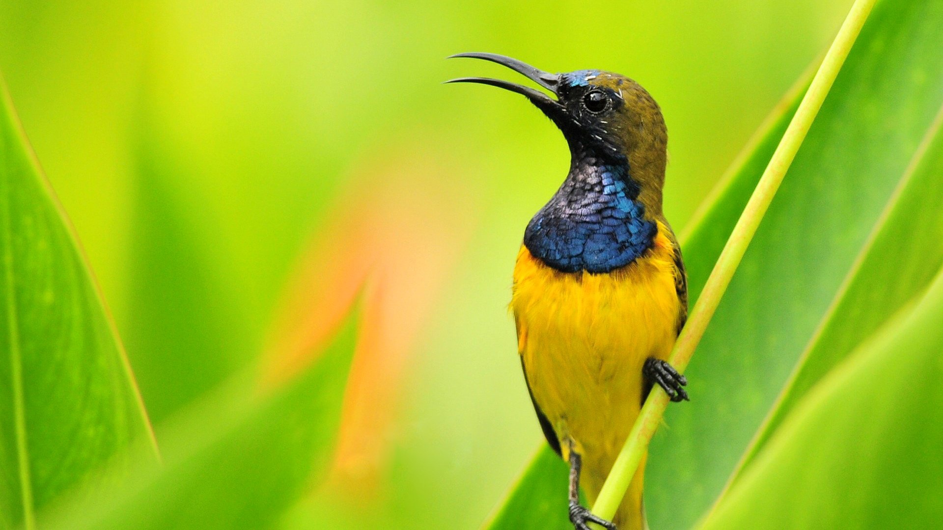vogel schnabel zweig federn farbe natur