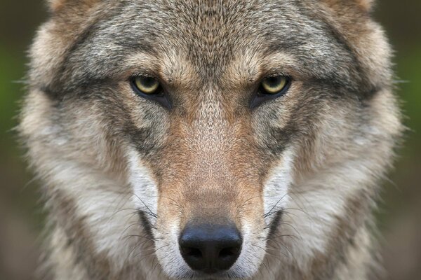 Der Wolf ist ein Raubtier. Scharfer Blick. Die Schnauze des Wolfes