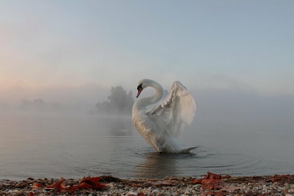 Schwan, der im nebligen Meer schwimmt