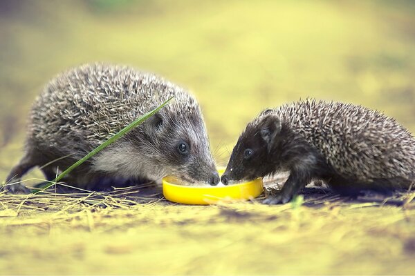 Igel trinken Wasser