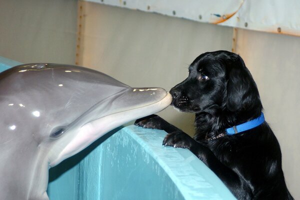 Schwarzer Hund schnüffelt einen Delphin