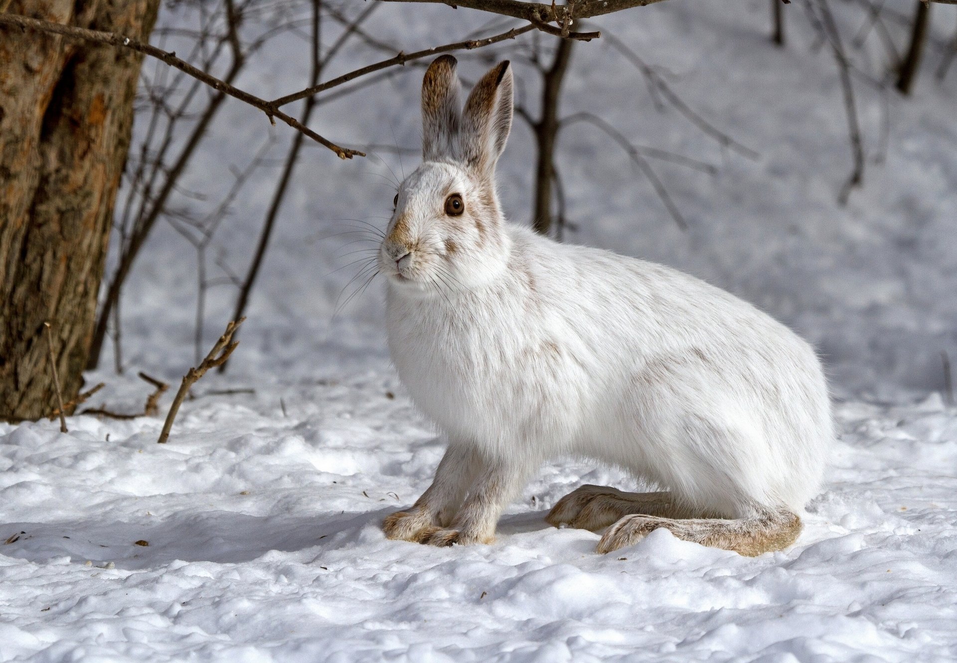hase schnee winter