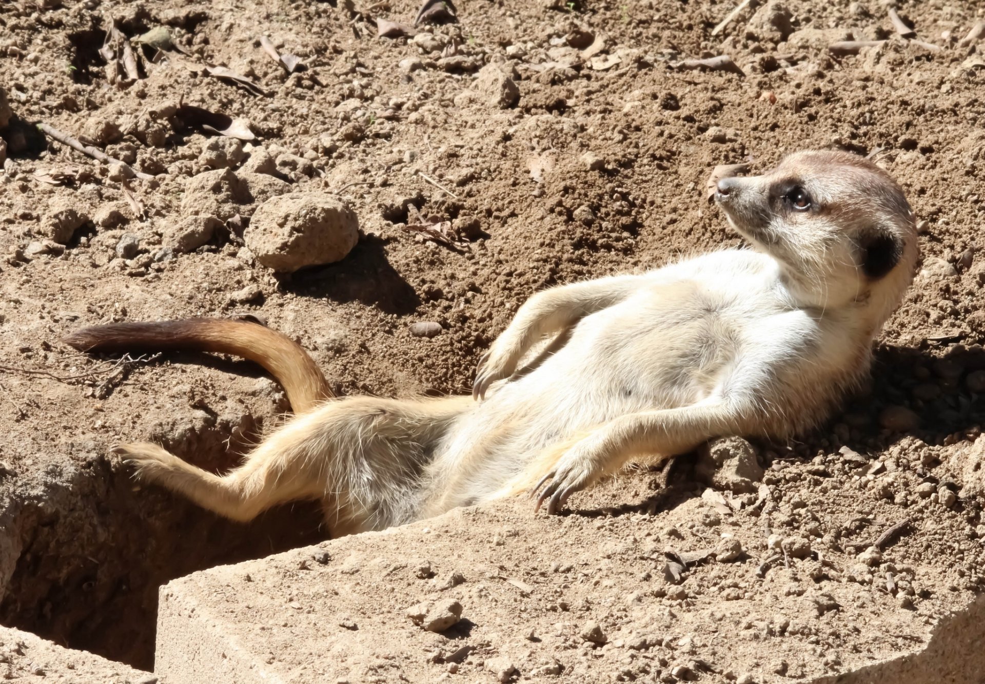 erdmännchen sonnenbaden relaxon entspannung höhle