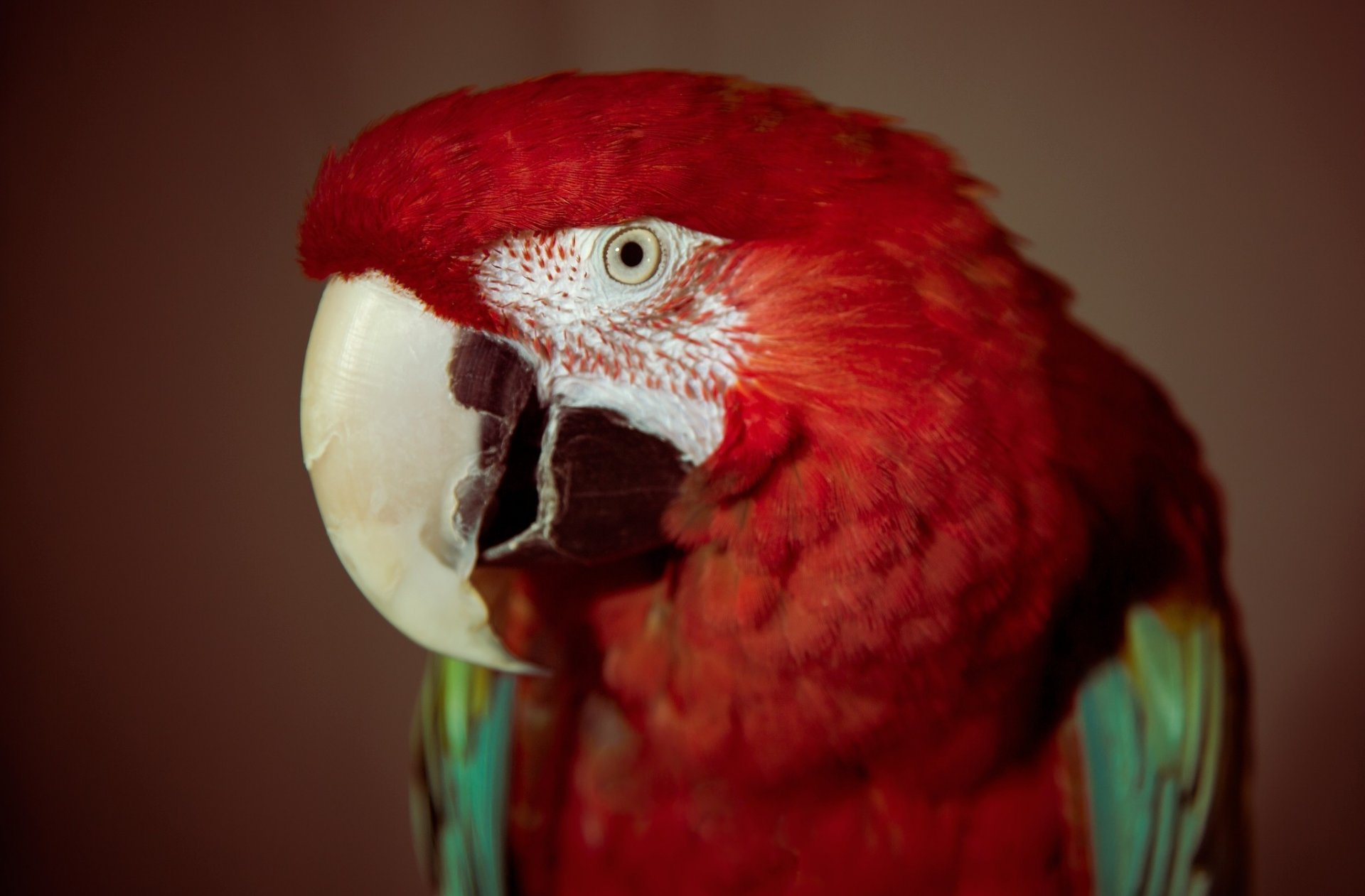 papagei vogel auge rot federn