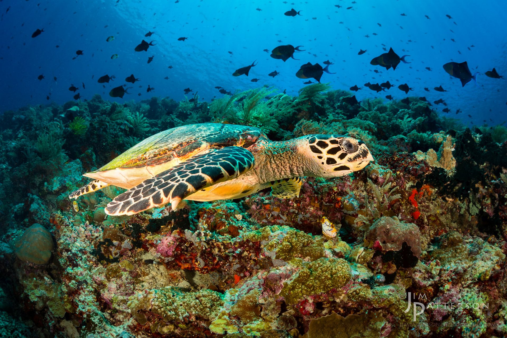 schildkröte korallen fische unterwasserwelt