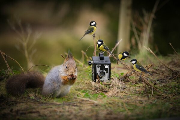 Weiß isst eine Nuss im Wald vor dem Hintergrund einer Kamera und eines Vogels