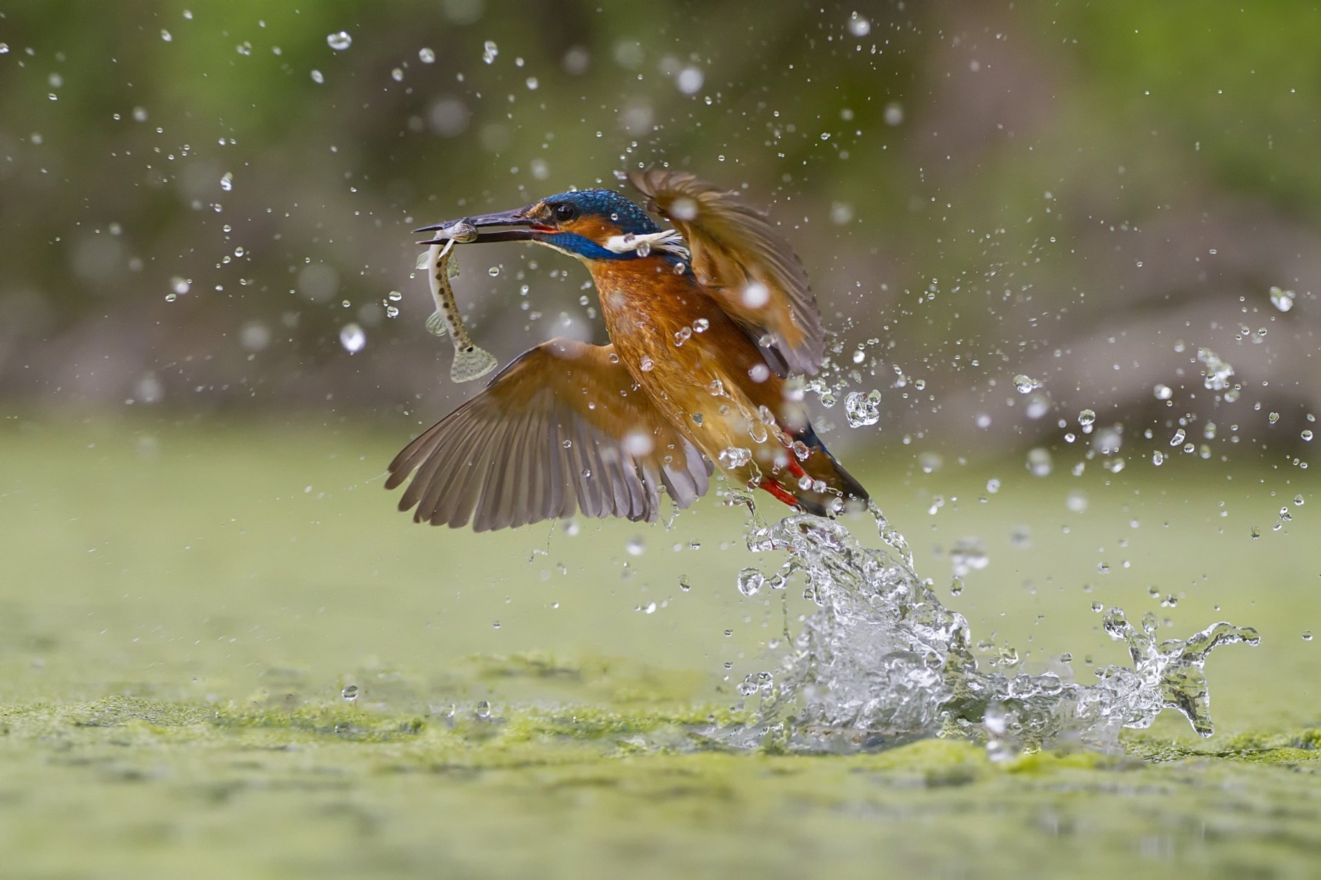 grüner fischfang eisvogel spritzen