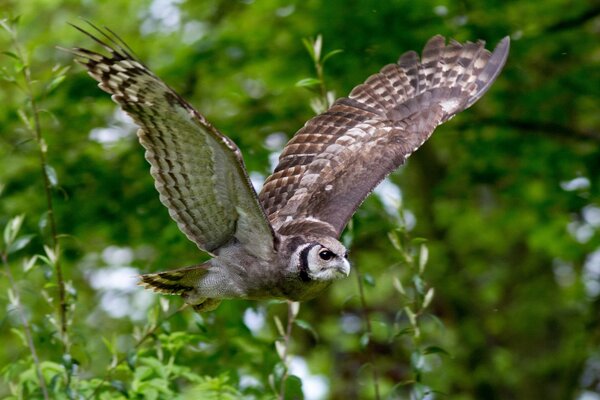 Fliegen einer Eule auf einem Hintergrund von grünen Bäumen