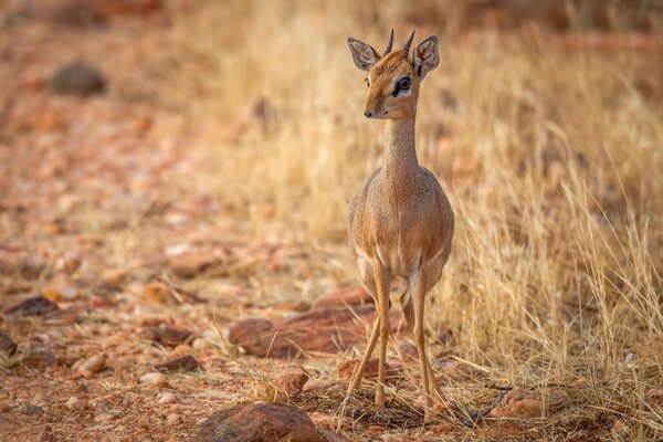 Kleine wachende Antilope in freier Wildbahn