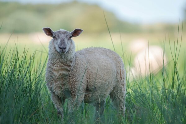Weißes Schaf im Gras auf verschwommenem Hintergrund