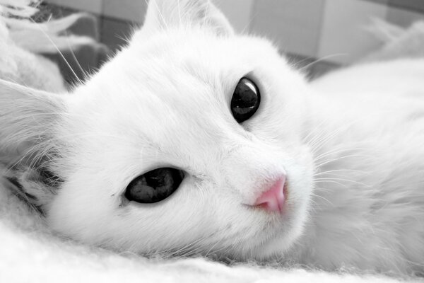 Weiße Katze mit dunklen Augen