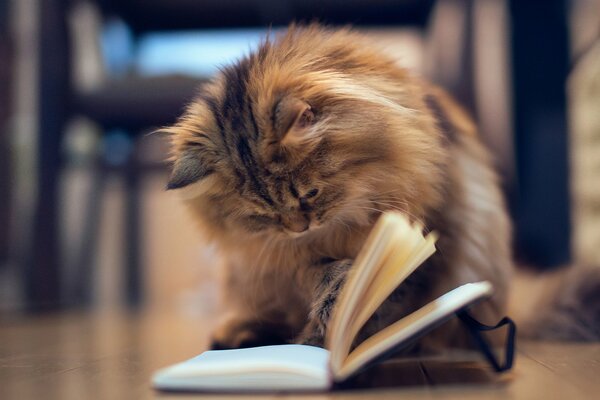 Neugieriges Kätzchen liest ein Buch