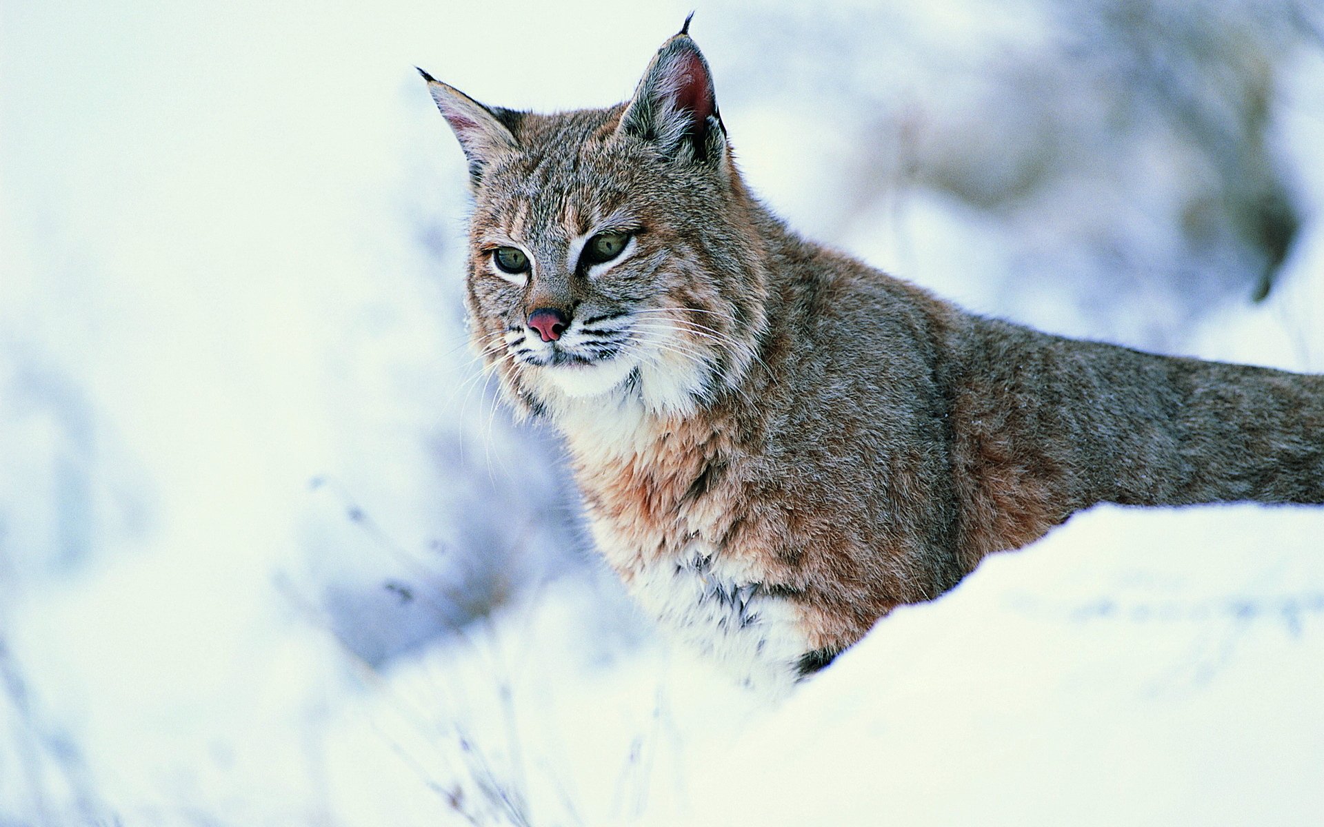 luchs schnee blick wildkatze