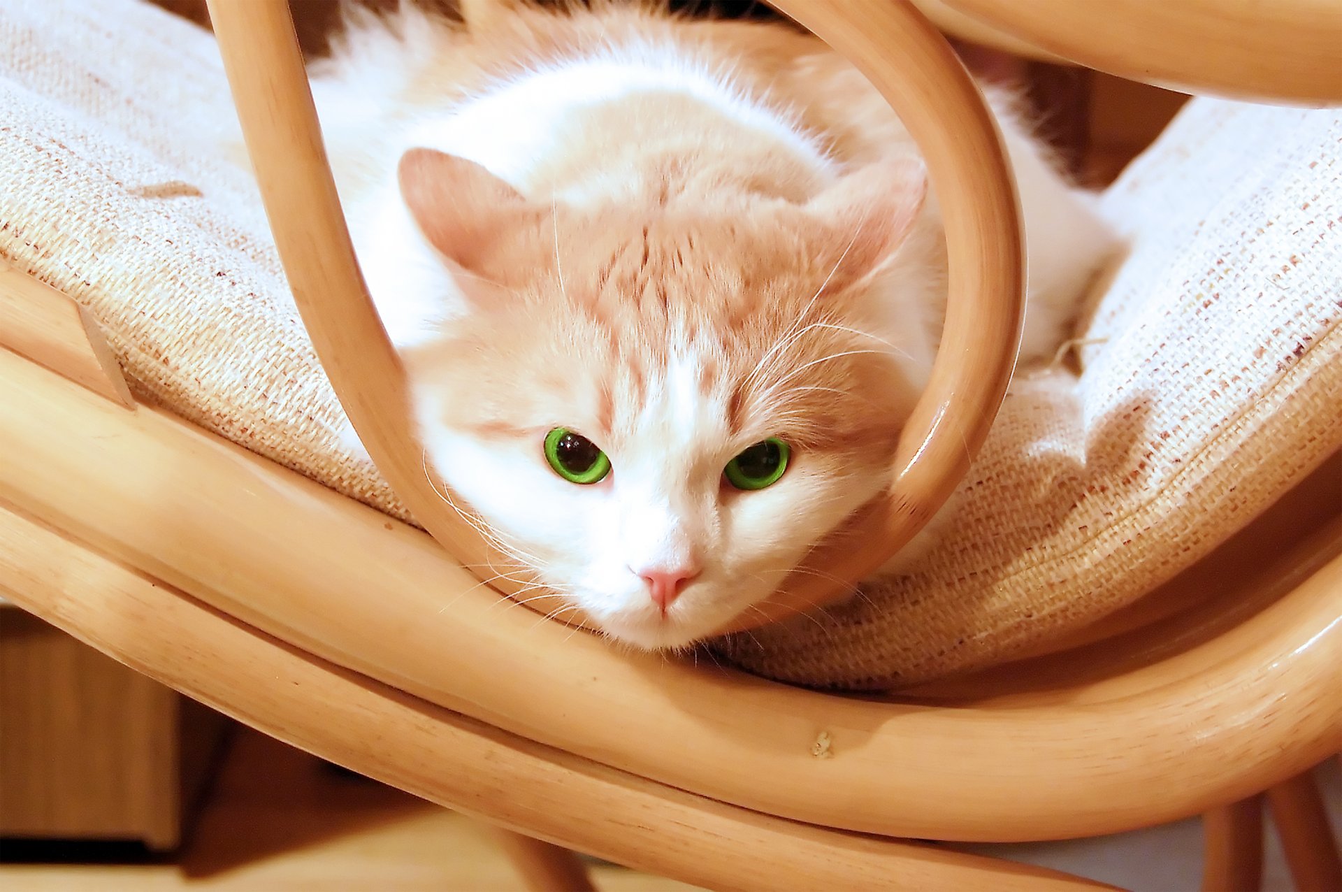 katze kätzchen grün augen stuhl katze schön stuhl