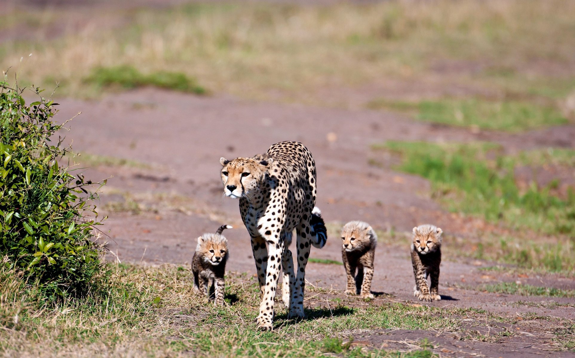 gepard familie familie mutter kleinkinder trio flecken wolle blick gras ebene