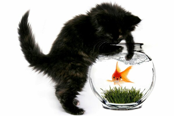 Katze mit Goldfisch im Aquarium
