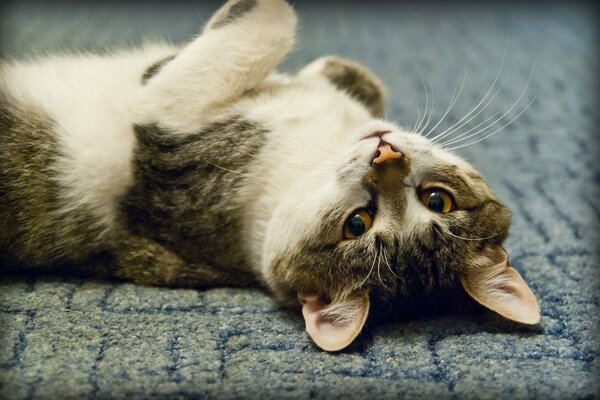 Eine zufriedene Katze liegt auf dem Boden