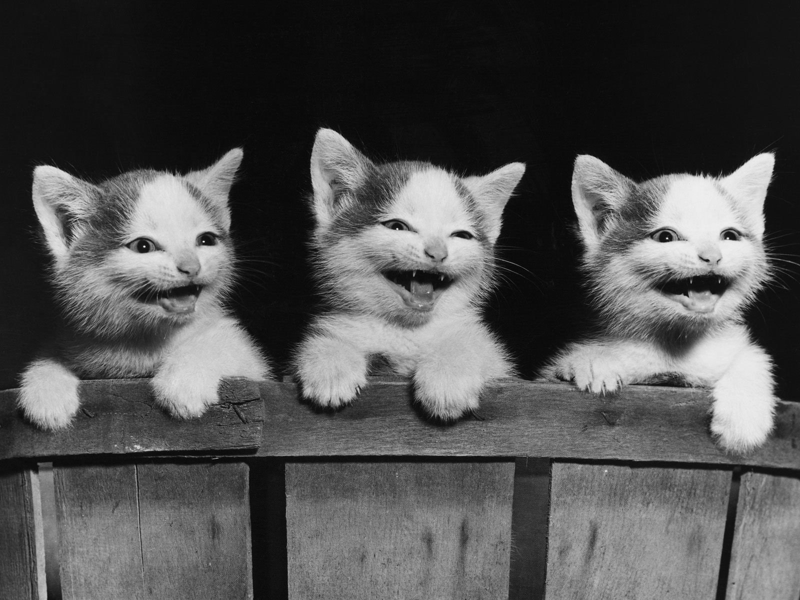 kätzchen katzen tafel
