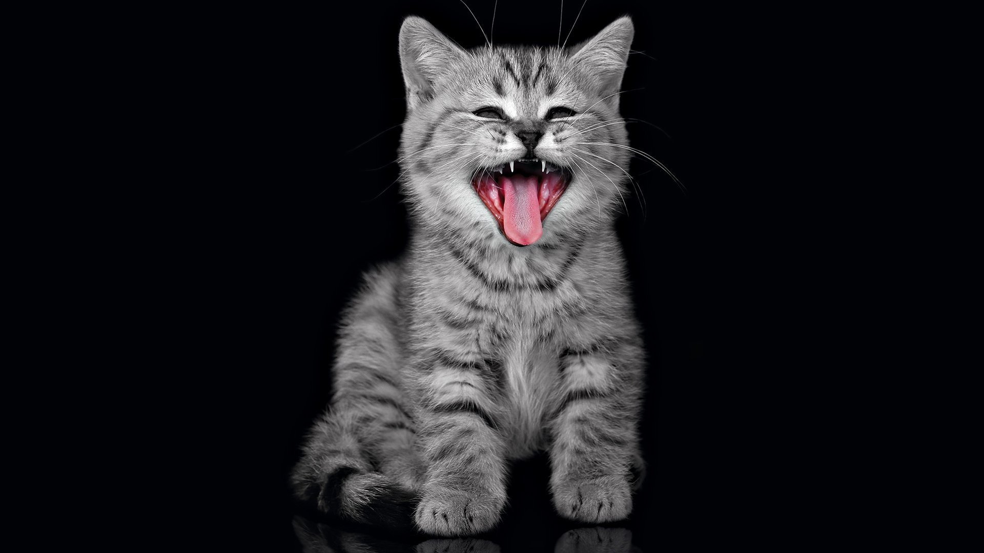 katze kätzchen schreit