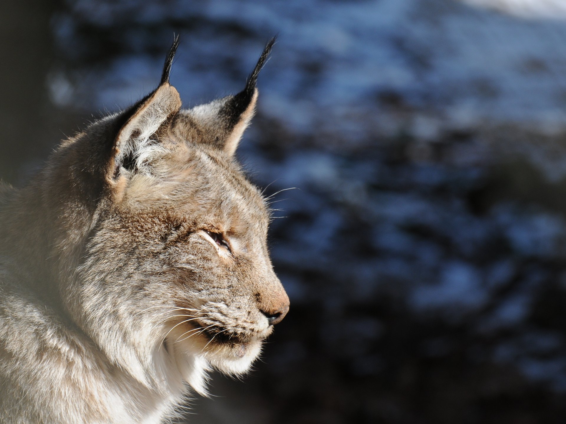 luchs katze