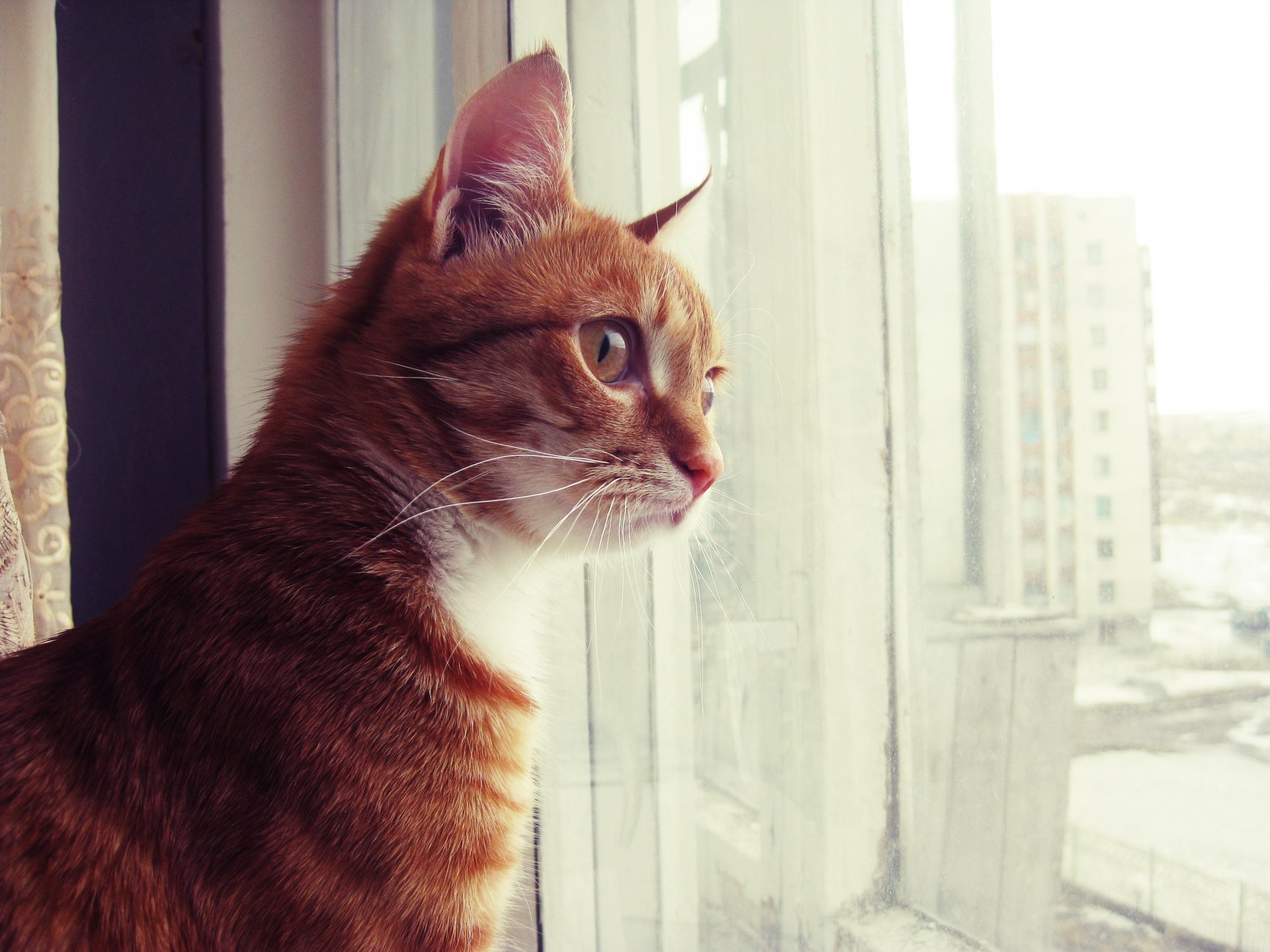 katze rot schaut zu aus dem fenster neugierig