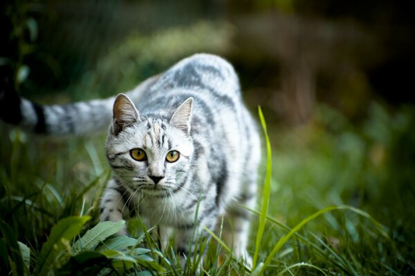 Schöne Katze jagt im Gras