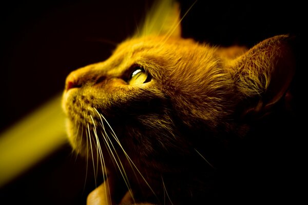 Rothaarige schnurrbärtige Katze schaut nach oben