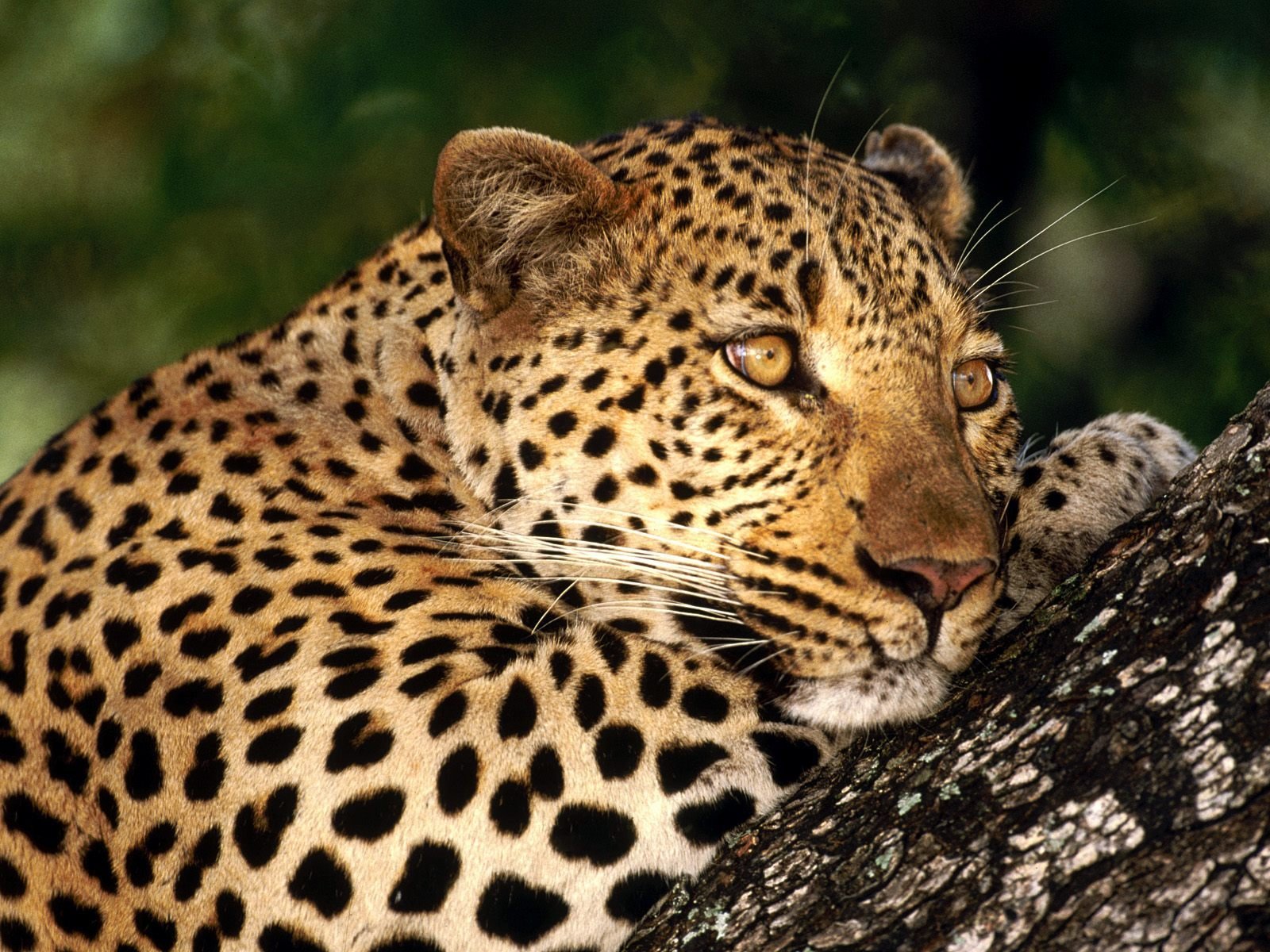 katze flecken leopard