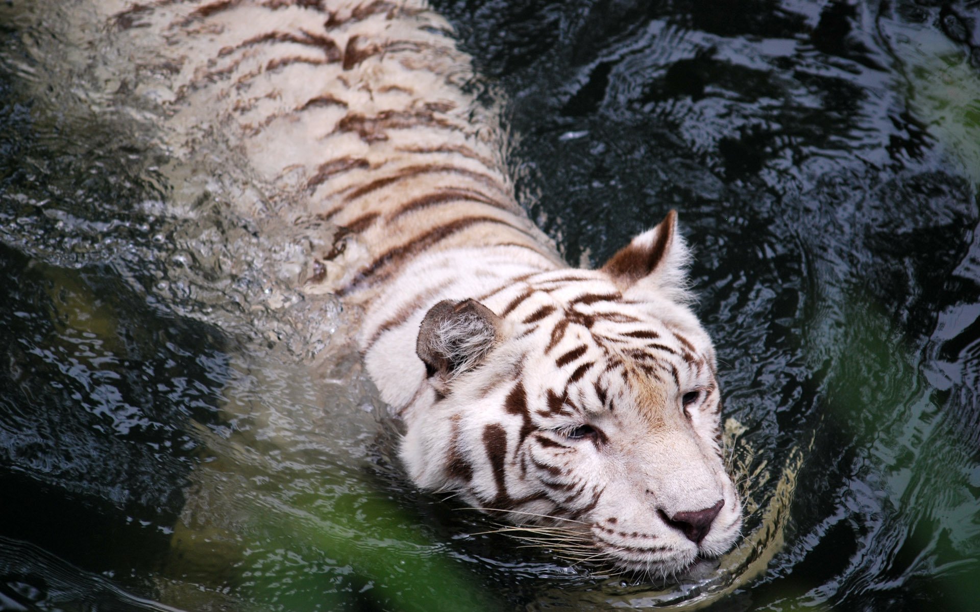 tiger wasser weiß