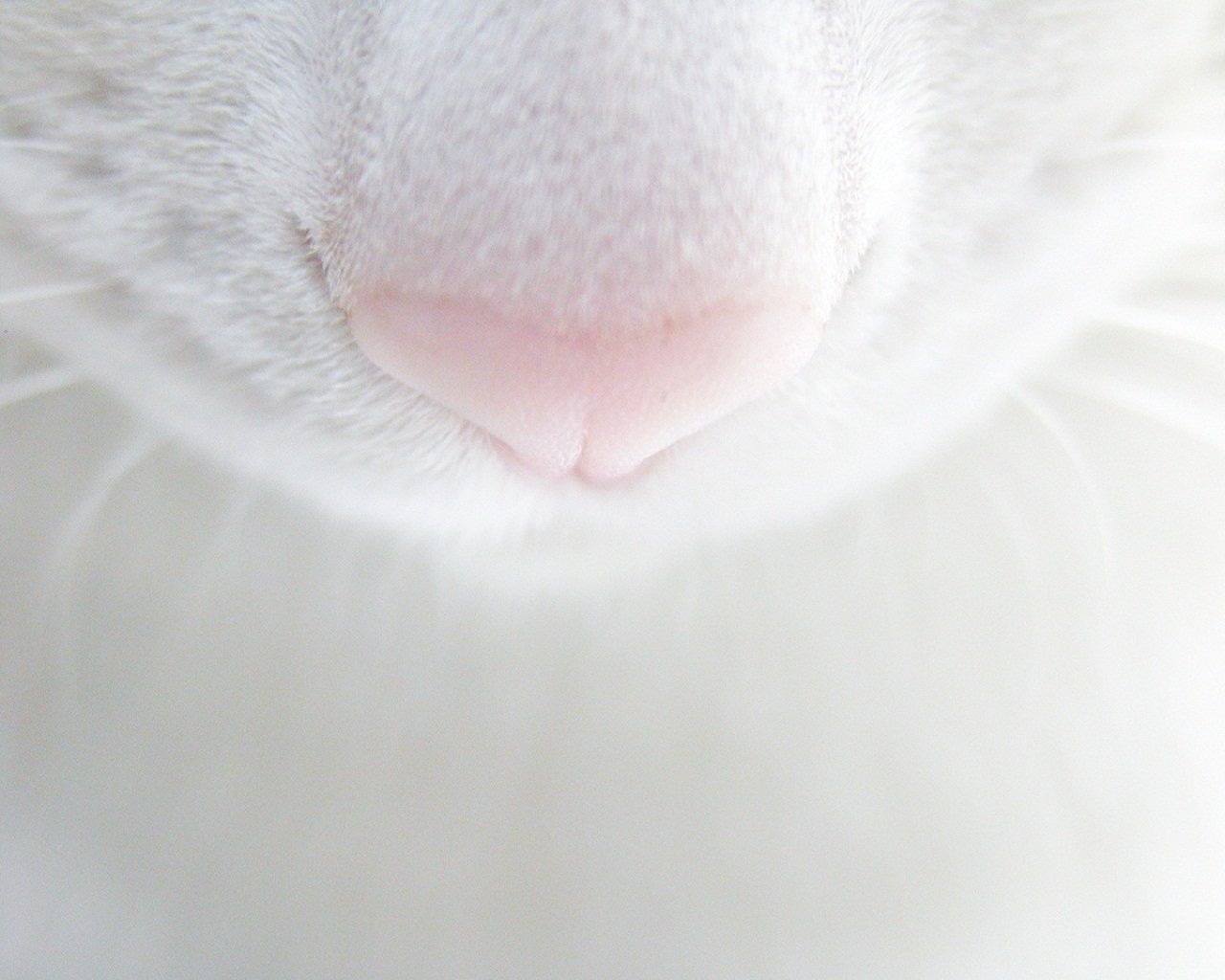 katze nase schnurrbart