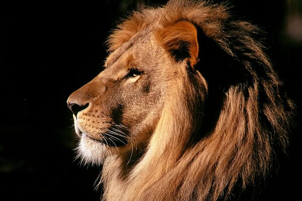 Edles Profil des Königs der Tiere