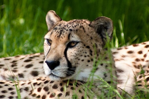 Ein erwachsener Gepard genießt die Sonne im grünen Gras