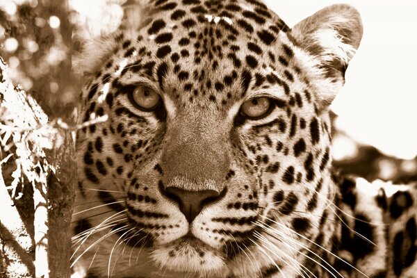 Der Leopard schaut genau in die Kamera
