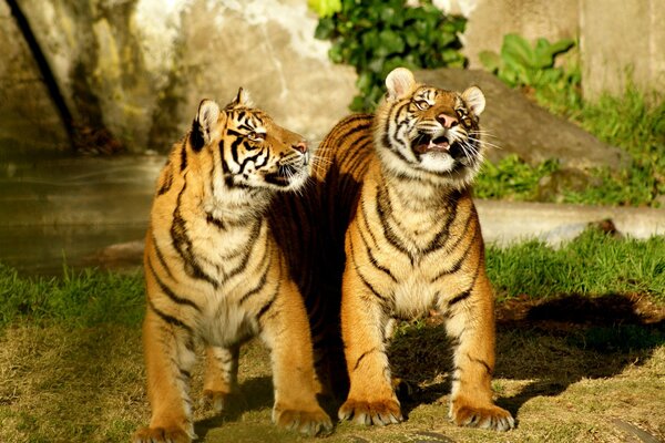 Zwei glückliche Tiger spielen auf dem Rasen
