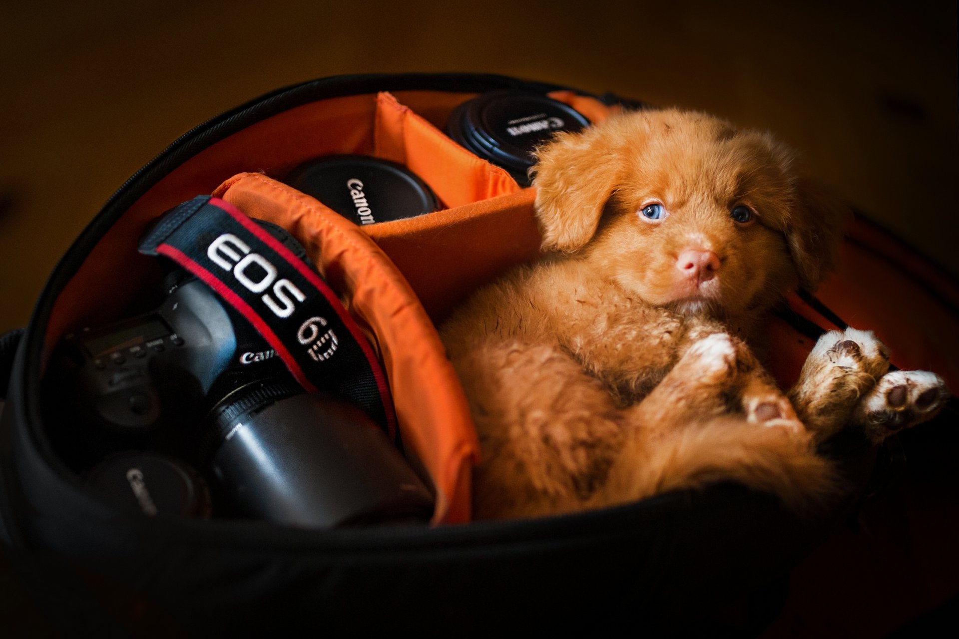 neuschotländischer retriever hund welpe koffer kamera